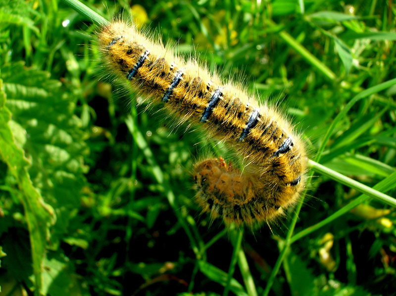 Lasiocampa  trifolii ?